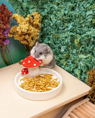 Niteangel Hamster Snack & Treats Toy - Small Animal Natural Treat for Dwarf Syrian Robo Hamsters Gerbils Mice Lemmings Degus or Other Small-Sized Pets