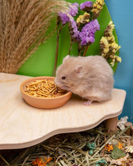 Niteangel Hamster Snack & Treats Toy - Small Animal Natural Treat for Dwarf Syrian Robo Hamsters Gerbils Mice Lemmings Degus or Other Small-Sized Pets