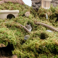 Niteangel Forest Moss Soft Natural Moss Bedding Nesting for Small Pet