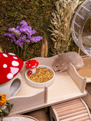 Niteangel Hamster Snack & Treats Toy - Small Animal Natural Treat for Dwarf Syrian Robo Hamsters Gerbils Mice Lemmings Degus or Other Small-Sized Pets