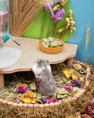 Niteangel Hamster Snack & Treats Toy - Small Animal Natural Treat for Dwarf Syrian Robo Hamsters Gerbils Mice Lemmings Degus or Other Small-Sized Pets