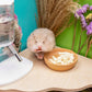 Niteangel Hamster Snack & Treats Toy - Small Animal Natural Treat for Dwarf Syrian Robo Hamsters Gerbils Mice Lemmings Degus or Other Small-Sized Pets