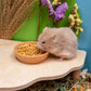 Niteangel Hamster Snack & Treats Toy - Small Animal Natural Treat for Dwarf Syrian Robo Hamsters Gerbils Mice Lemmings Degus or Other Small-Sized Pets