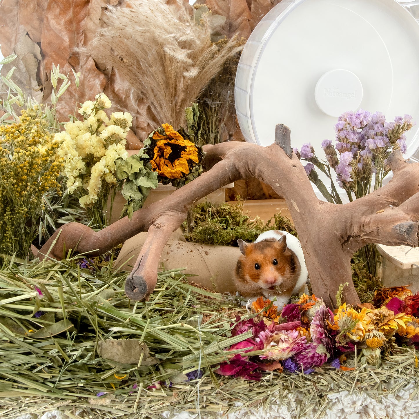 Niteangel harvest wind dried flowers and sprays for hamsters gerbils mice
